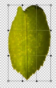 Creation of RoseFairies: Step 5